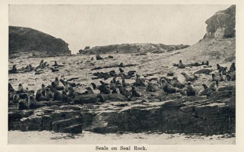 Seals on Seal Rock, Cowes