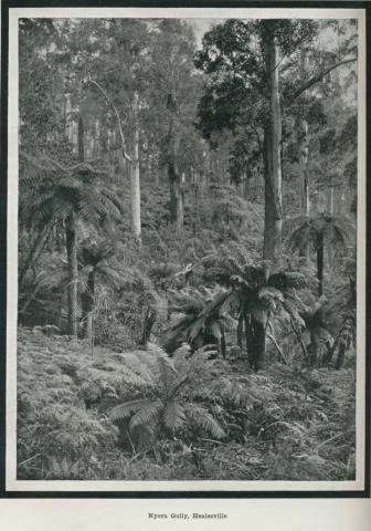 Nyora Gully, Healesville, 1918