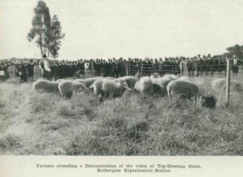 Farmers attending a demonstration of the value of top-dressing grass, Rutherglen Experimental Station, 1918