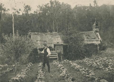 Bush Hut on Olinda Creek, Olinda, 1943