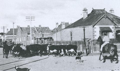 Cattle being driven through a residential area near Newmarket, 1953