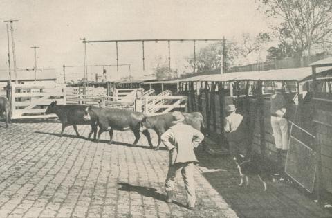 Unloading cattle at Newmarket Livestock Siding, 1950