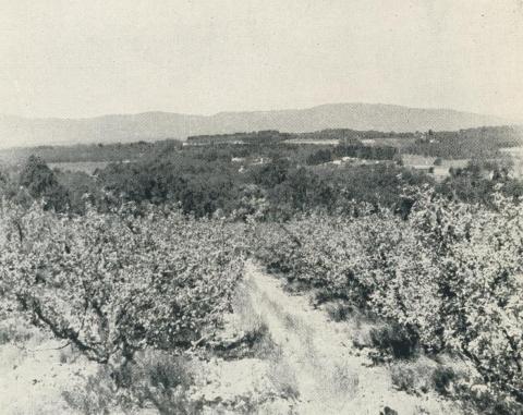 Apple Orchards, Vermont, 1956