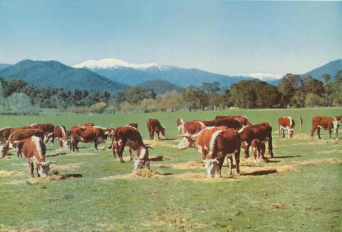 Hereford cattle brought down from the Alpine leases, Bright, c1960