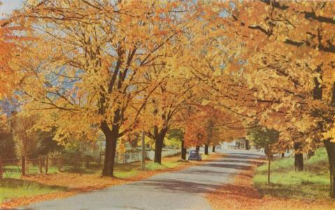 Golden Elms in Ireland Street beside the Bowling Green, Bright, c1960