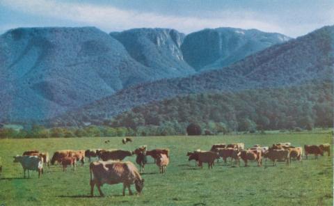 Lauriston Dairy Herd, Buckland Valley, Mount Buffalo in the background, c1960