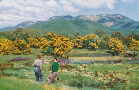 Wattles in blossom, Porepunkah, c1960
