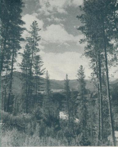 Pine Forest, Bright, 1951