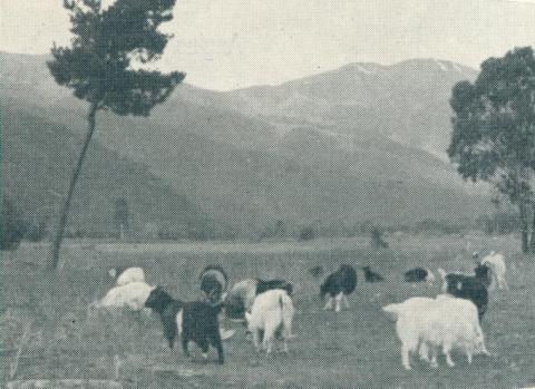 Grazing fields surrounded by pine forest, Bright, 1951