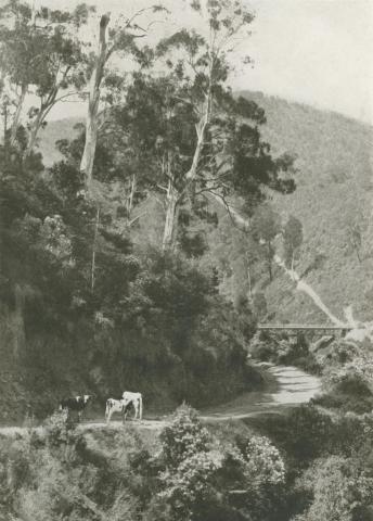 A Mountain Road, Walhalla, c1910