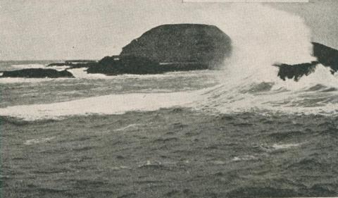 The Nobbies, off Phillip Island, 1910