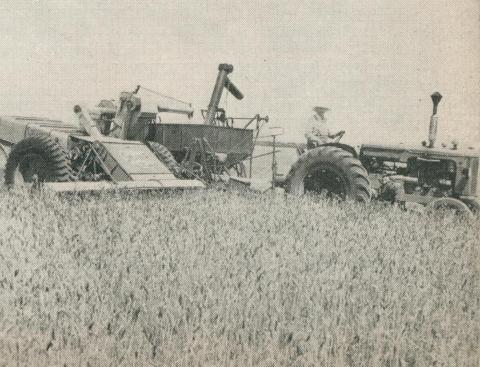 Harvesting a district wheat crop, Horsham, 1960