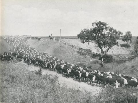 Cattle on the move at the Metropolitan Farm, Werribee, 1956