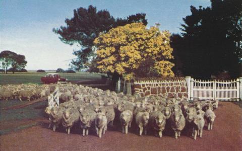 Merino flock, Rokewood, 1958