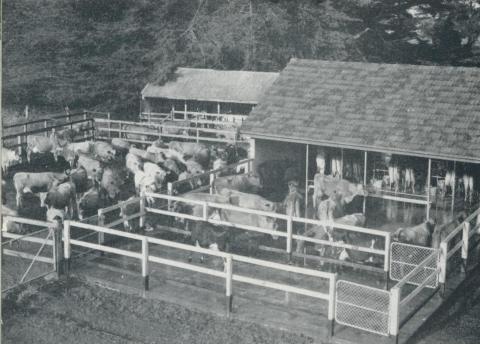 Milking sheds, Cudgee, 1958