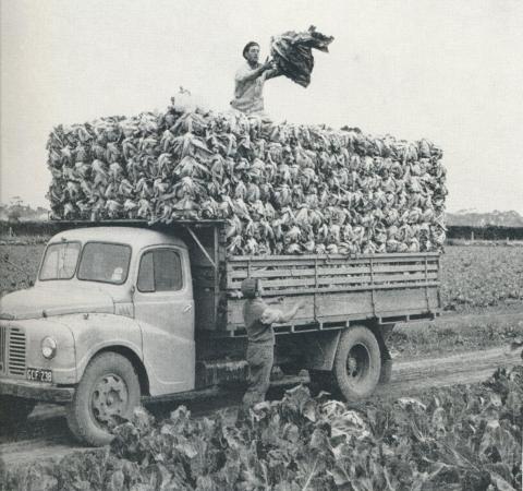Delivery of Cauliflowers, Werribee, 1958