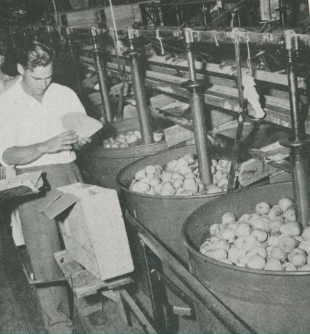Grading pears, Tyabb, 1955