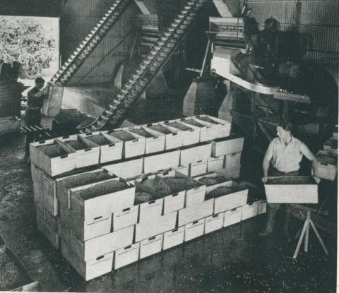 Pea-processing plant, Dalmore, 1955