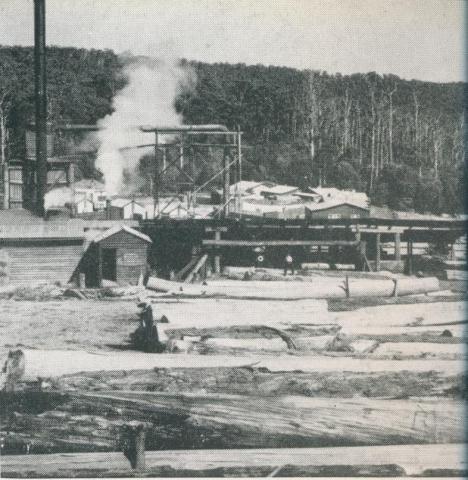 Saw mill by the forest, Cabbage Tree Creek, 1955