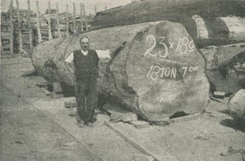 A big log from Noojee, 1950
