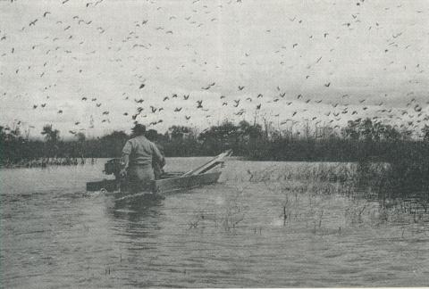 Ibis at Reedy Lake, Kerang, 1965