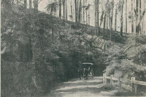 Black Spur Road, Healesville, 1911