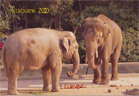 The Royal Melbourne Zoological Gardens, Bong Su and Mek Kapah enjoying lunch