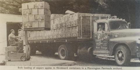 Loading apples, Main Ridge, Mornington Peninsula, 1966