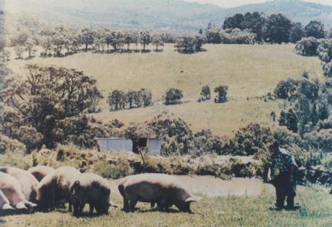 Clematis pig farm, 1967