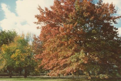 Autumn, Woodend, 1980