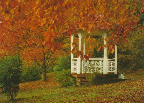 Autumn in private garden, Marysville, 1986