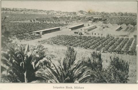 Irrigation Block, Mildura, 1948