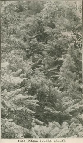 Fern Scene, Euchre Valley, 1947