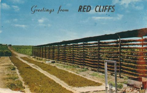 Drying Sultanas, Red Cliffs