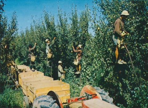 Pear picking at Zurcas Orchard, Shepparton