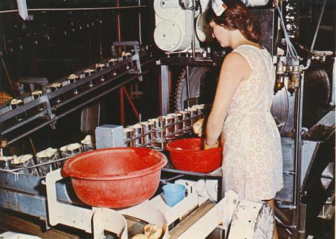 The canning process of pears at S.P.C., Shepparton