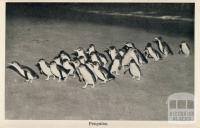 Penguins, Cowes