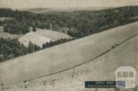 Uphill work, potato sowing in the Dandenongs, 1954