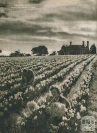 Perfume beauty, jonquil farm, Burwood, 1954