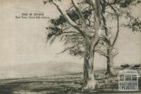 Gum trees, Tower Hill, 1954