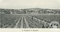 A vineyard at Lilydale, 1918