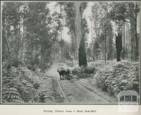 Carting timber from a bush saw-mill, Gippsland, 1918