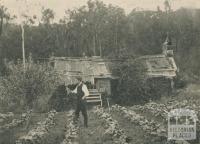 Bush Hut on Olinda Creek, Olinda, 1943