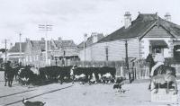 Cattle being driven through a residential area near Newmarket, 1953