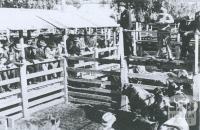 Cattle being sold at Newmarket Saleyards, 1953