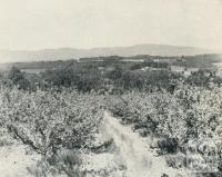 Apple Orchards, Vermont, 1956