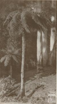 In the Dandenong Ranges, 1934
