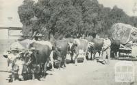 Bullocks hauling timber, Echuca, 1950