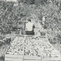 Apple Orchards, Bacchus Marsh, 1968
