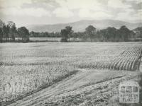 Tobacco cultivation in the Ovens Valley, c1960